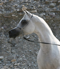 Laheeb Al Nasser ( Al Adeed Al Shaqab x Bint Saidi Al Nasser )